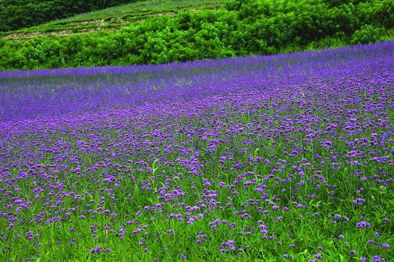 花汐美景