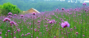 大连薰衣草园_“紫云花汐”薰衣草庄园介绍