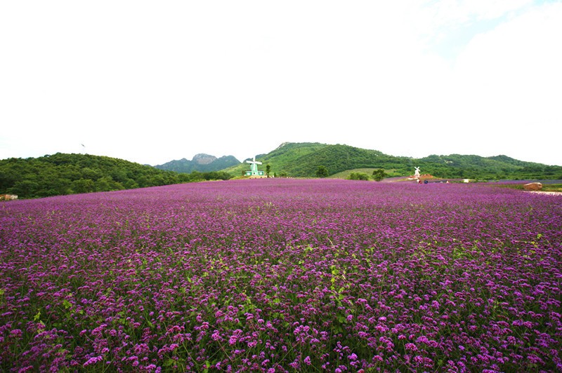 薰衣草花田