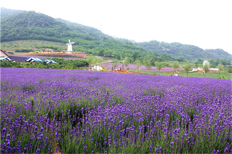 薰衣草花田