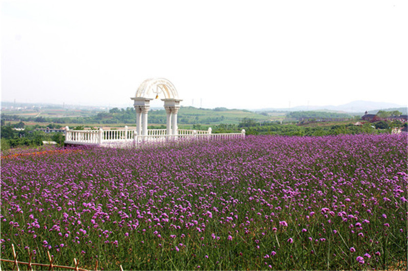 花田景观