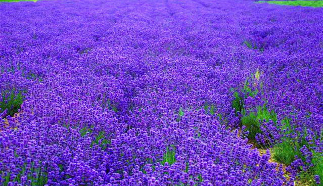 薰衣草花田