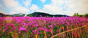 浪漫圣地紫云花汐薰衣草庄园