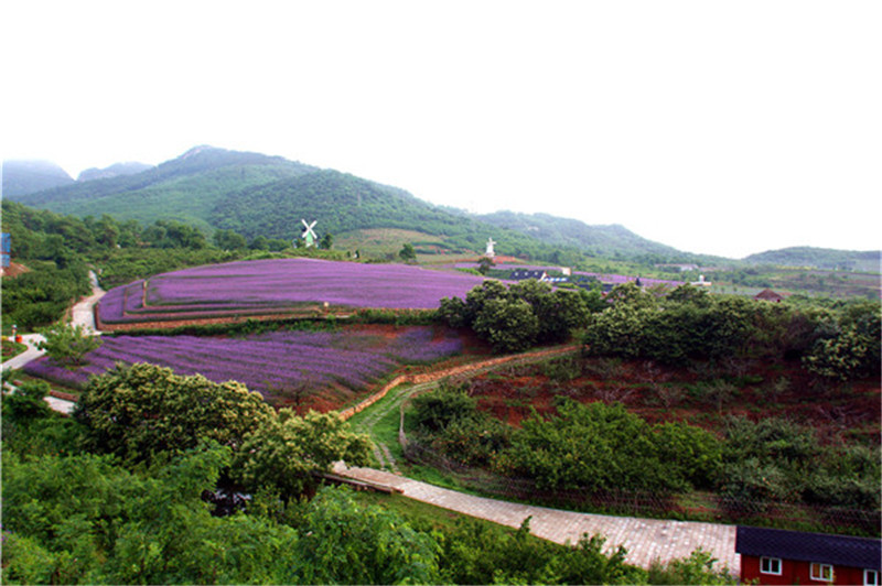 薰衣草花田